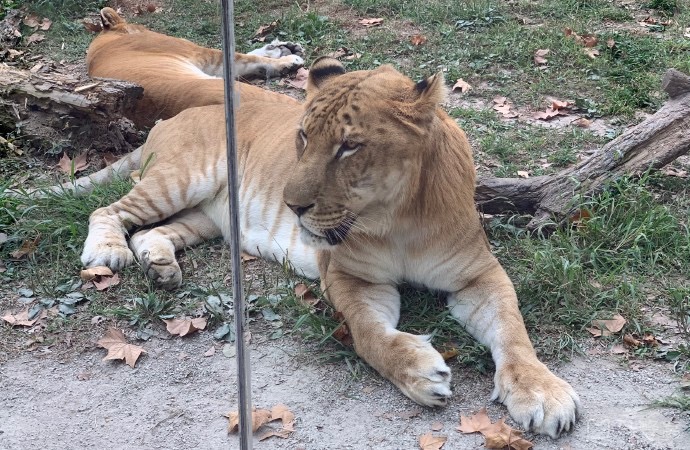 野生動物園玻璃破裂實(shí)為高溫導(dǎo)致，鋼化玻璃的高低溫試驗(yàn)有多重要？